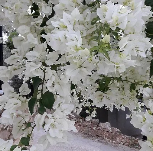 Holiday home Begonvil - 1 *